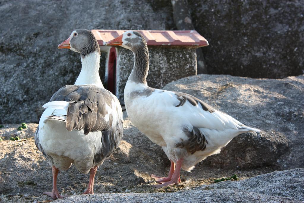 Quinta De Santo Estevao Hotel Rural Aguiar da Beira Εξωτερικό φωτογραφία